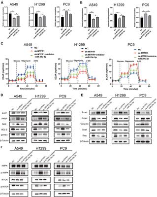 Negatively Regulated by miR-29c-3p, MTFR1 Promotes the Progression and Glycolysis in Lung Adenocarcinoma via the AMPK/mTOR Signalling Pathway